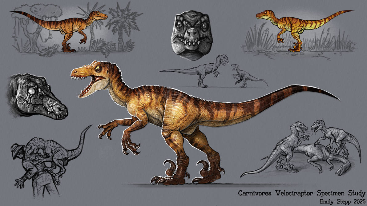 Emily Raptor Carnivores Velociraptor Specimen Study by EmilyStepp on DeviantArt