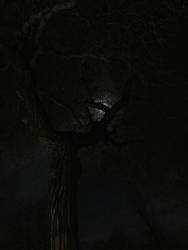 Mooninthetress