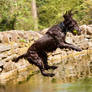 Dillon The Dog Jumps