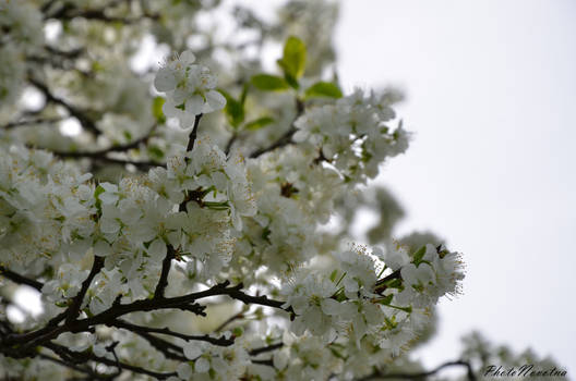 Plum blossom