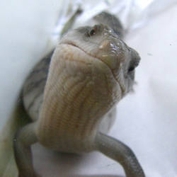 Eastern Blue Tongue Lizard