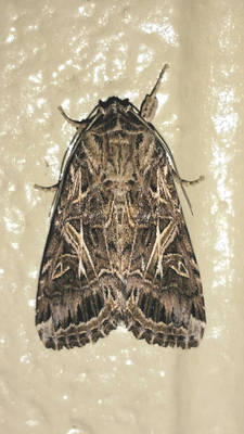 Spodoptera