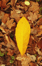 Yellow Leaf