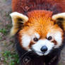 Red Panda