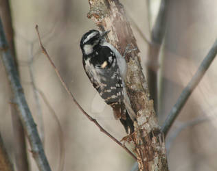 Wood Pecker II