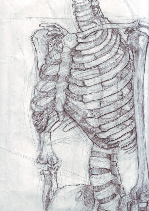 Deviantart Ribs Arched ribbed by smrtana on DeviantArt