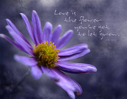 Love is a Flower