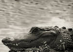 Florida Gator by QNetX