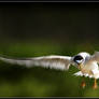 Least Tern In Flight