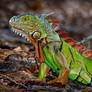 Wakodahatchee's Green Iguana