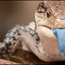 Blue Tongued Skink