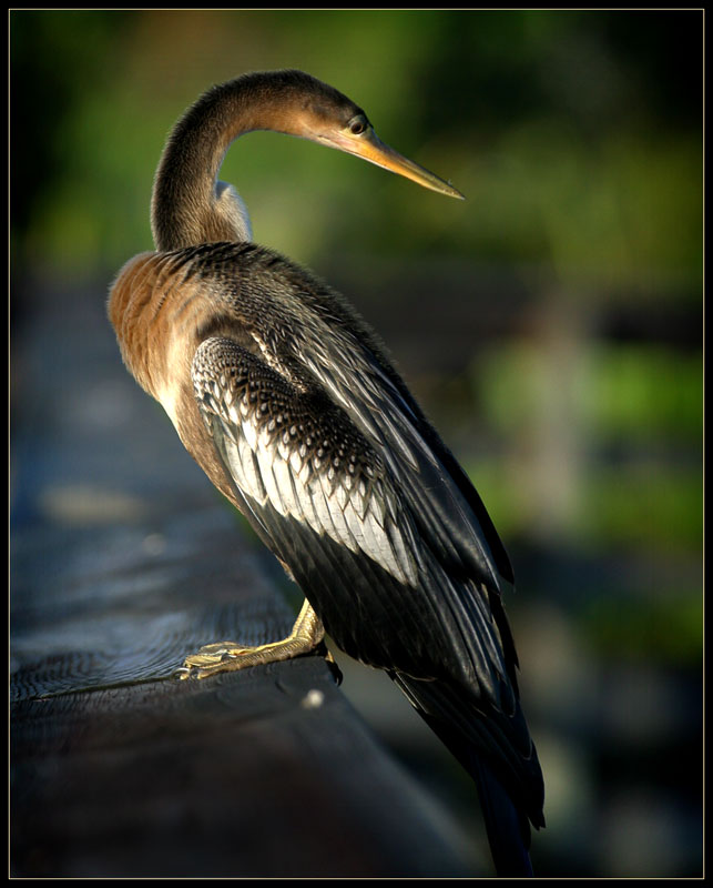 Anhinga