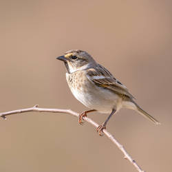 Sparrow