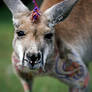 Punk Rock Roo