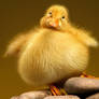 Lil Ducky