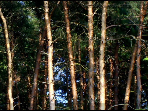 trees 4 by truskawkowy on DeviantArt