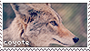 coyote stamp