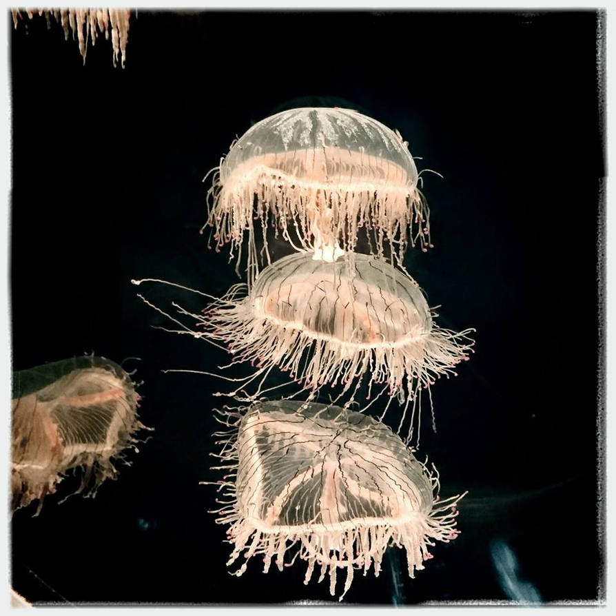 Osaka aquarium Jellyfish by lehamac