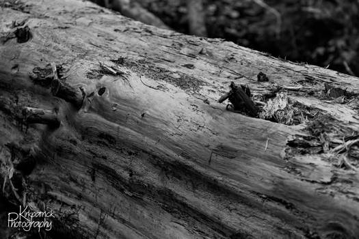 Explore the Best Stackpole Art | DeviantArt