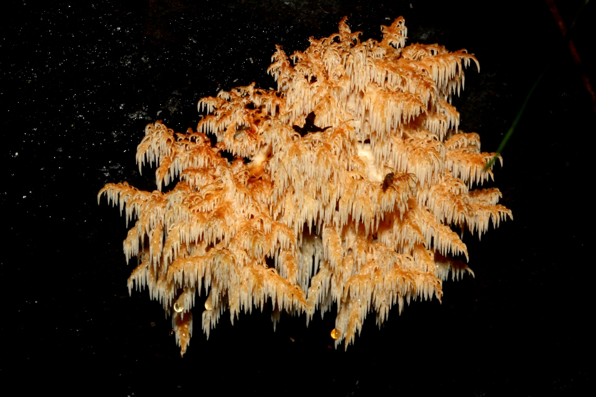 Hericium sp.