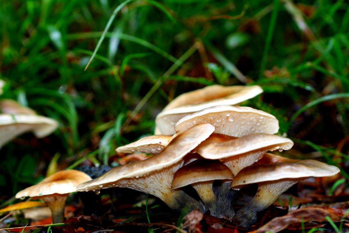 Omphalotus cf. nidiformis