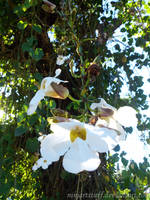 Hanging White Flower