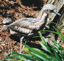 Brown-Eyed Bird