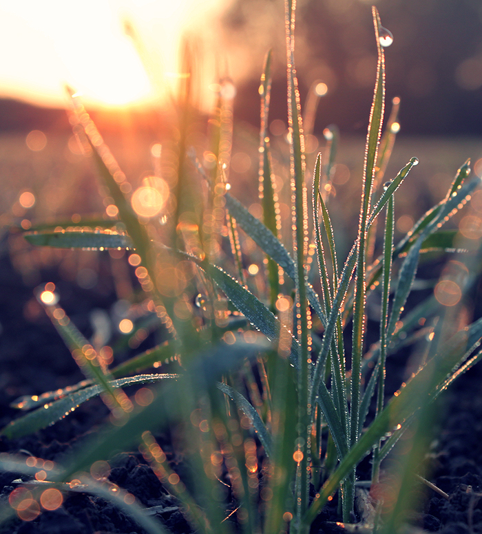 Dewdrops In The Morning