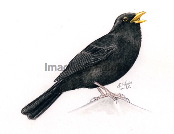 Turdus merula - Blackbird