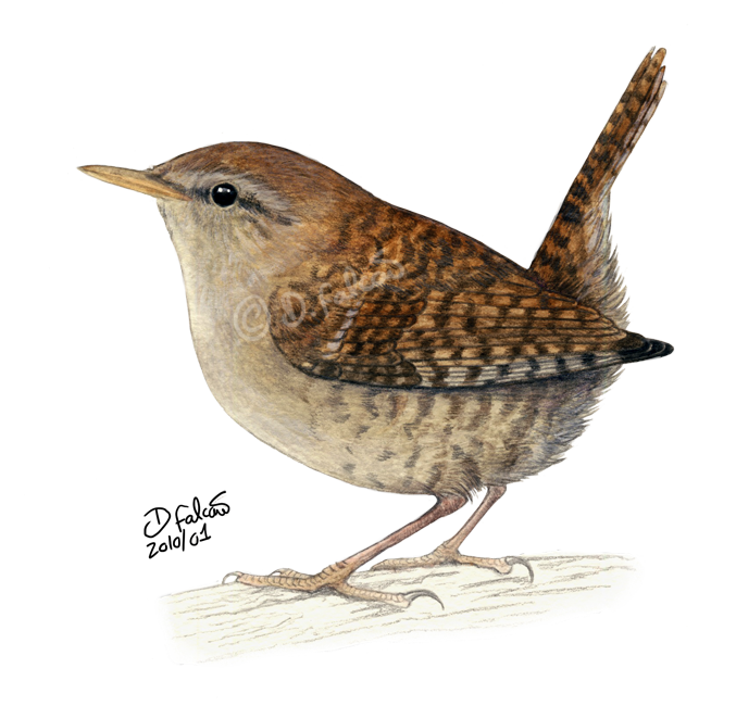 Wren Version 2