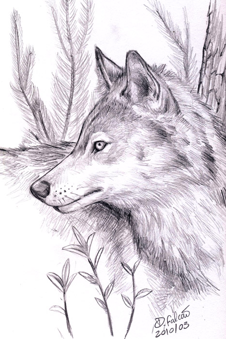 Wolf Study