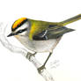 Regulus ignicapillus - firecrest