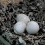 pigeons eggs