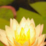 creamy water lilly