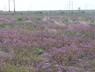 A sea of purple