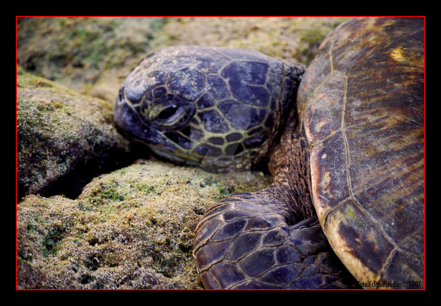 Grumpy Turtle by TotalEclipseStudios on DeviantArt