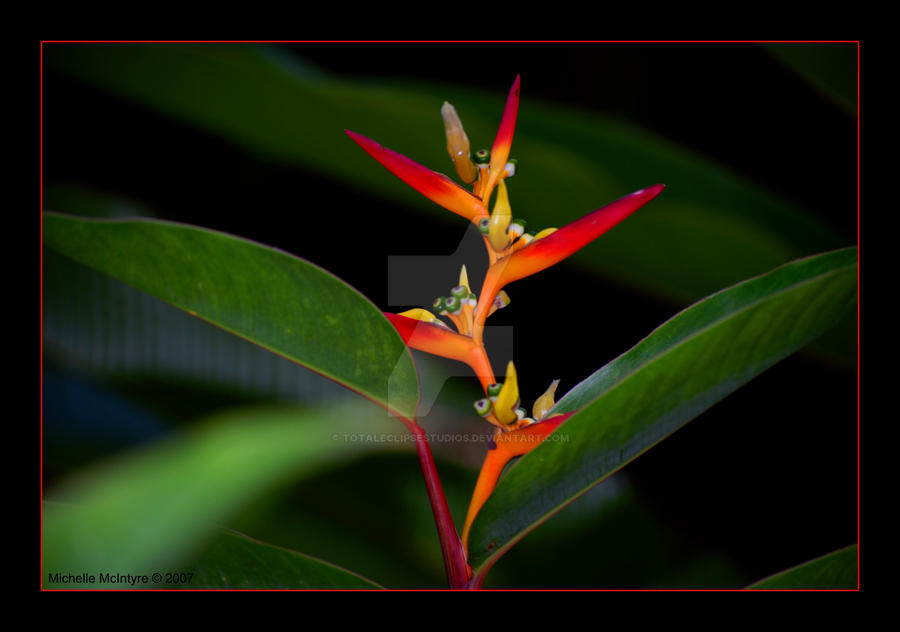 Mini Bird Of Paradise By Totaleclipsestudios On Deviantart Bird Of Paradise By Totaleclipsestudios