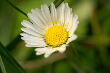 Daisy