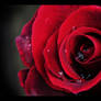 Red rose