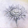 White sunflower 3