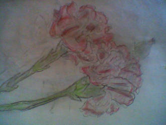 Carnations