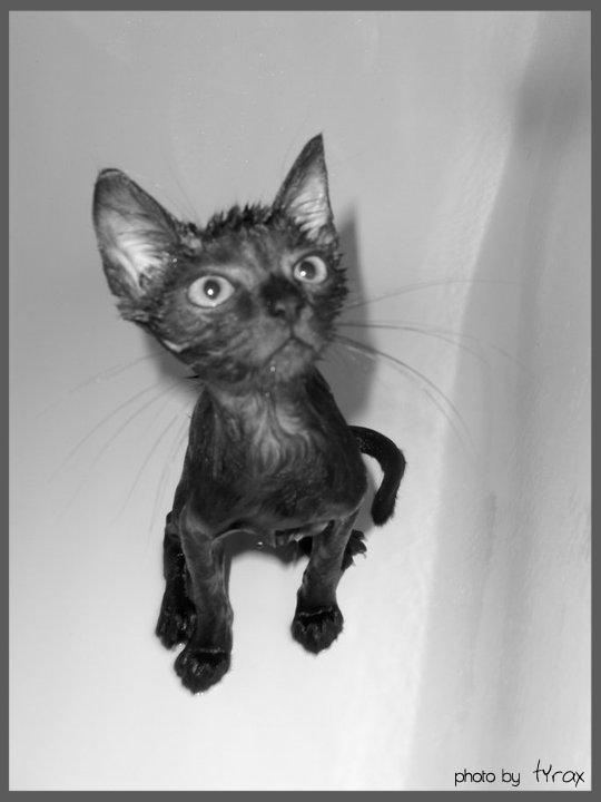 Cat after shower