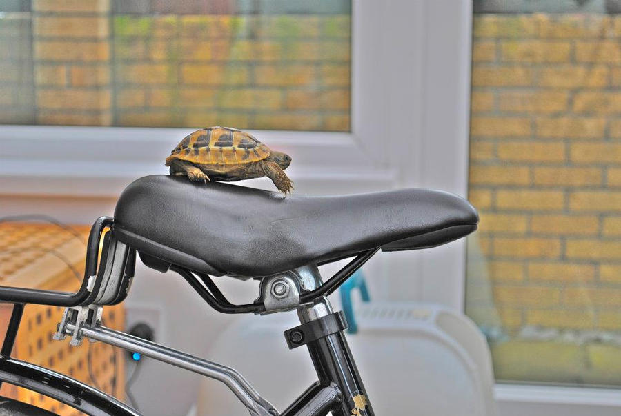 Turtle Shell Bike woah there bike turtle by TrashVomit on DeviantArt