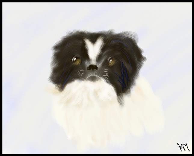 Pippa the Japanese Chin