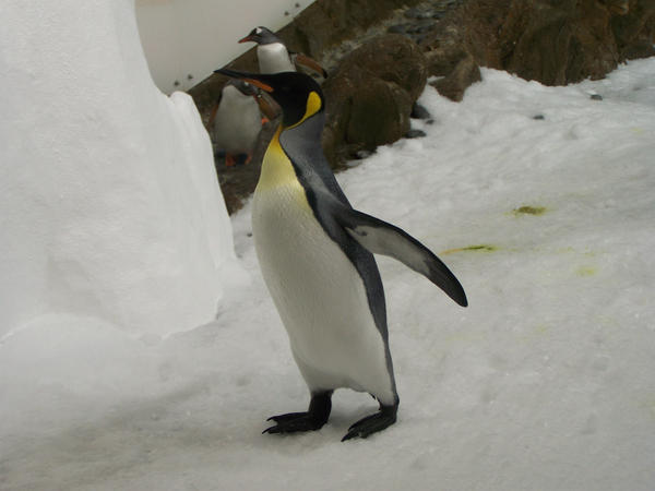 King Penguin2-Stock