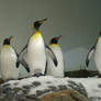King Penguin3-Stock
