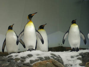King Penguin3-Stock
