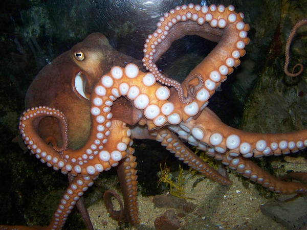 Octo-showoff-Stock