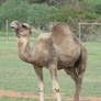 Camel WO2-Stock