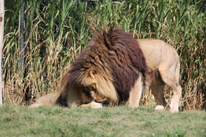 LionPair1